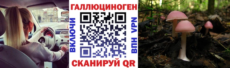 купить закладку  Ачхой-Мартан  Галлюциногенные грибы Magic Shrooms 